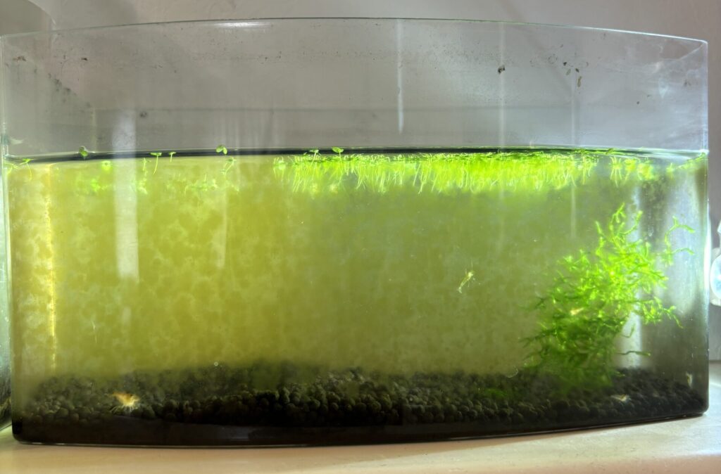 苔で黄緑色に覆われた水槽。ガラス面が濁って視界が悪い状態