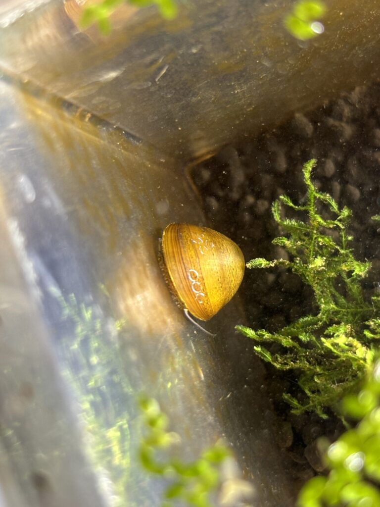 投入直後のカバクチカノコガイ。ガラス面に張り付き仕事を始める様子