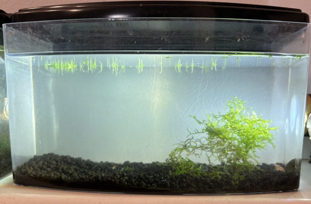 カバクチカノコガイ投入後、ガラス面が透き通ってきれいになった水槽