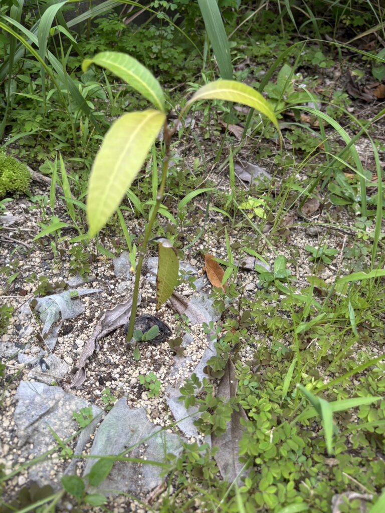 庭に地植えしたマンゴーの苗