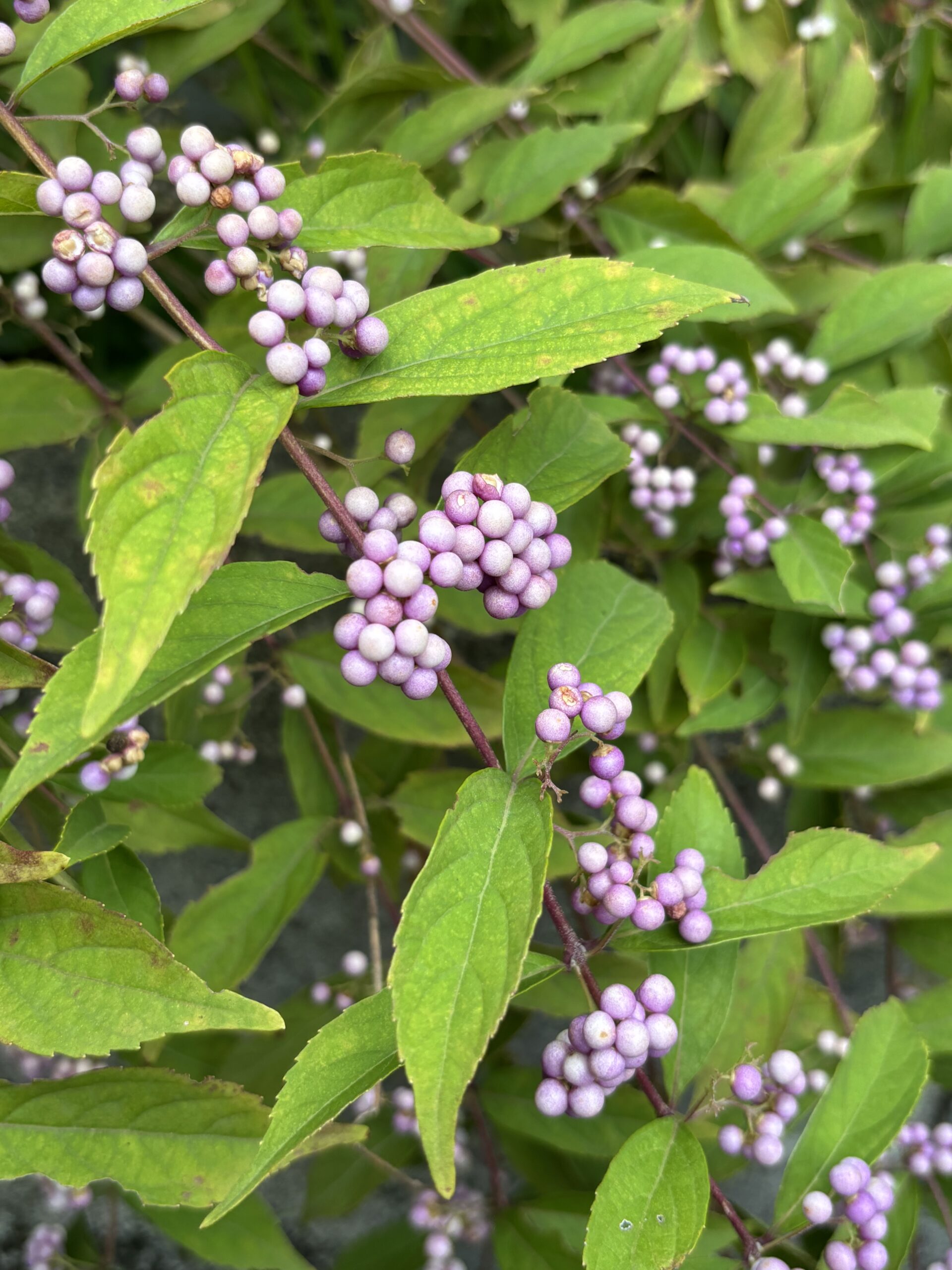 淡い紫のコムラサキ