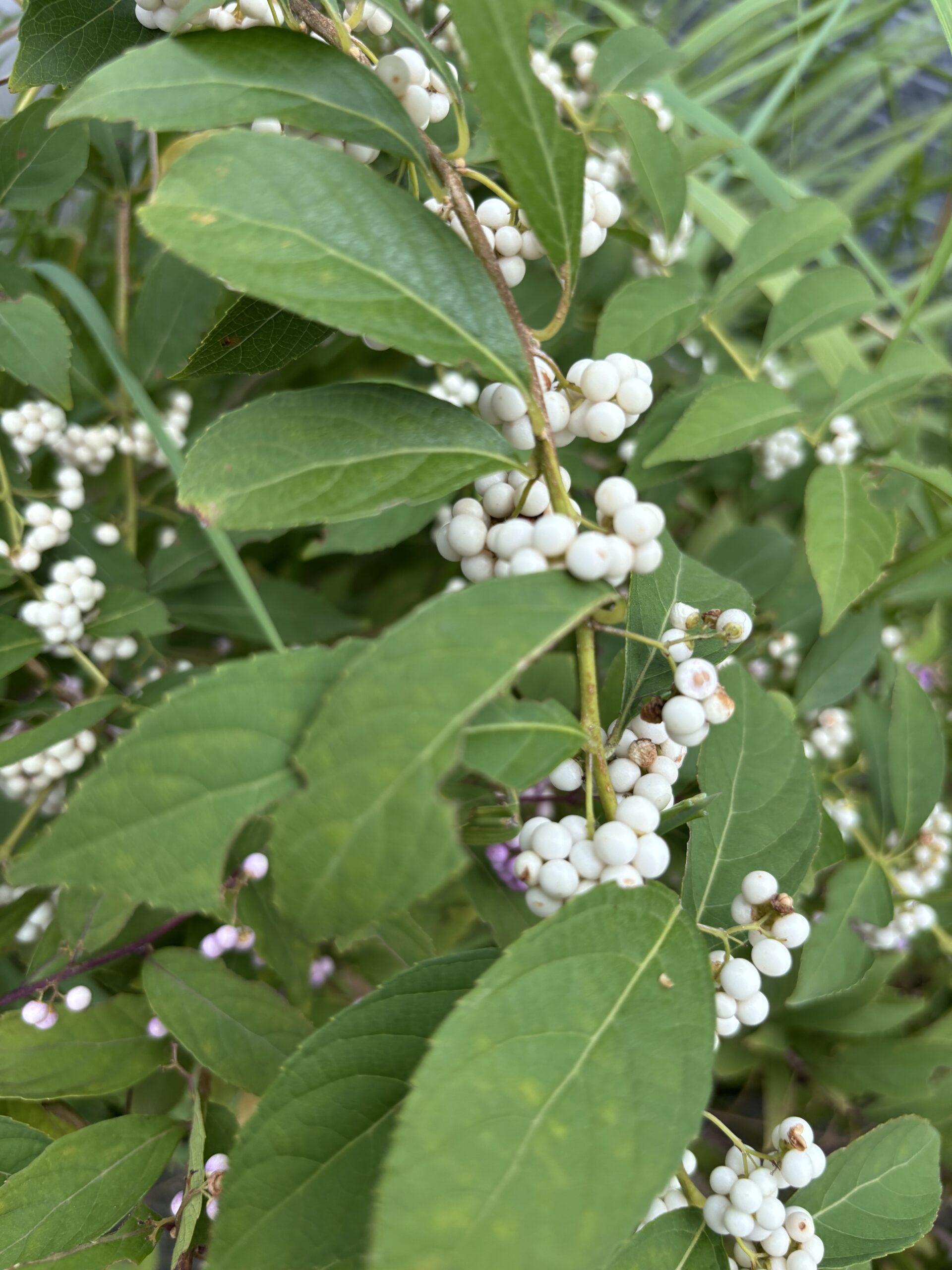 白式部（シロシキブ）の実