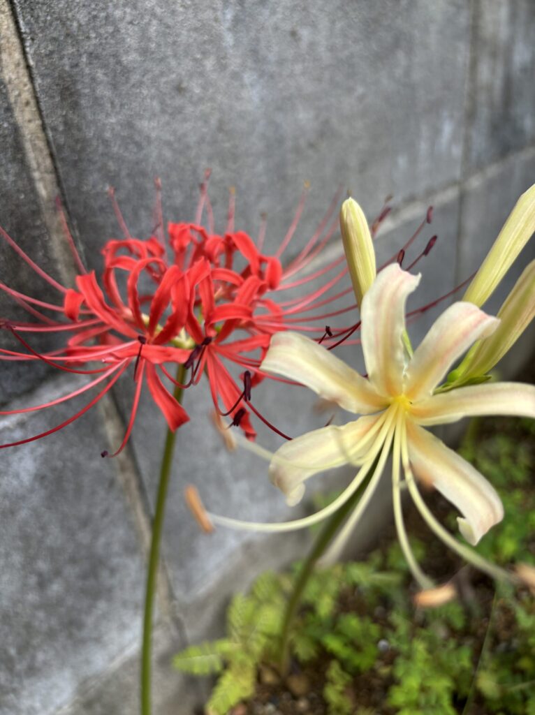 紅白で並んで咲いた彼岸花(赤と白の曼珠沙華)