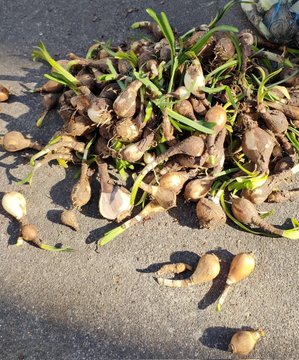 神社でもらった大量の彼岸花の球根