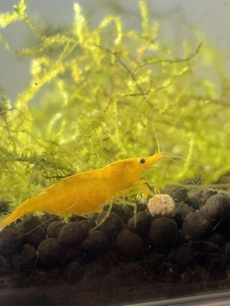 沈下性の餌をツマツマするイエローチェリーシュリンプ。モスの森の中の日常風景