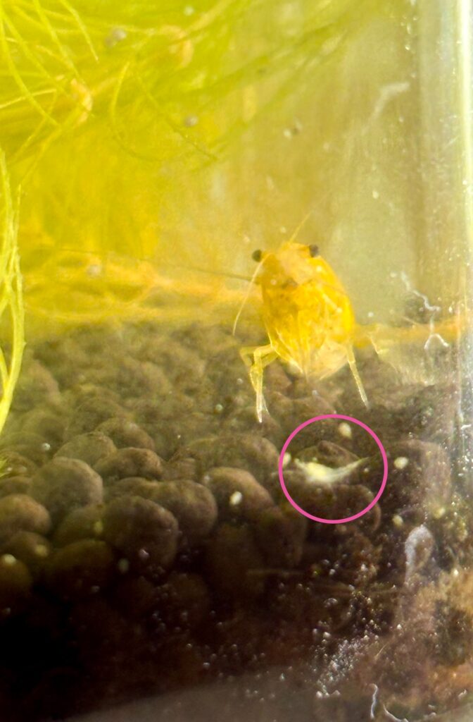 孵化したばかりのエビの赤ちゃん。ピンクの丸の中に小さな命が光る