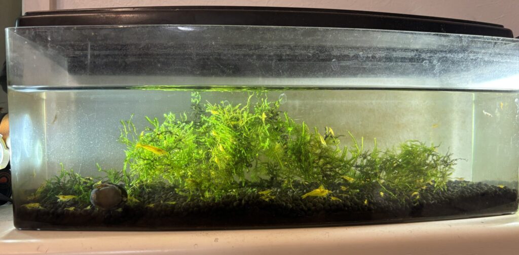 ダイソーのフィギュアケースを逆さまにして作った水槽全景。ウィローモスの森にイエローチェリーシュリンプが群れる