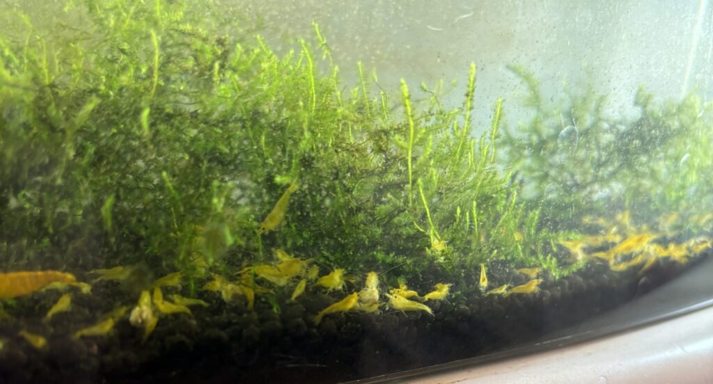 ウィローモスの森を背景に群れるイエローチェリーシュリンプたち。底一面が黄金色に染まる