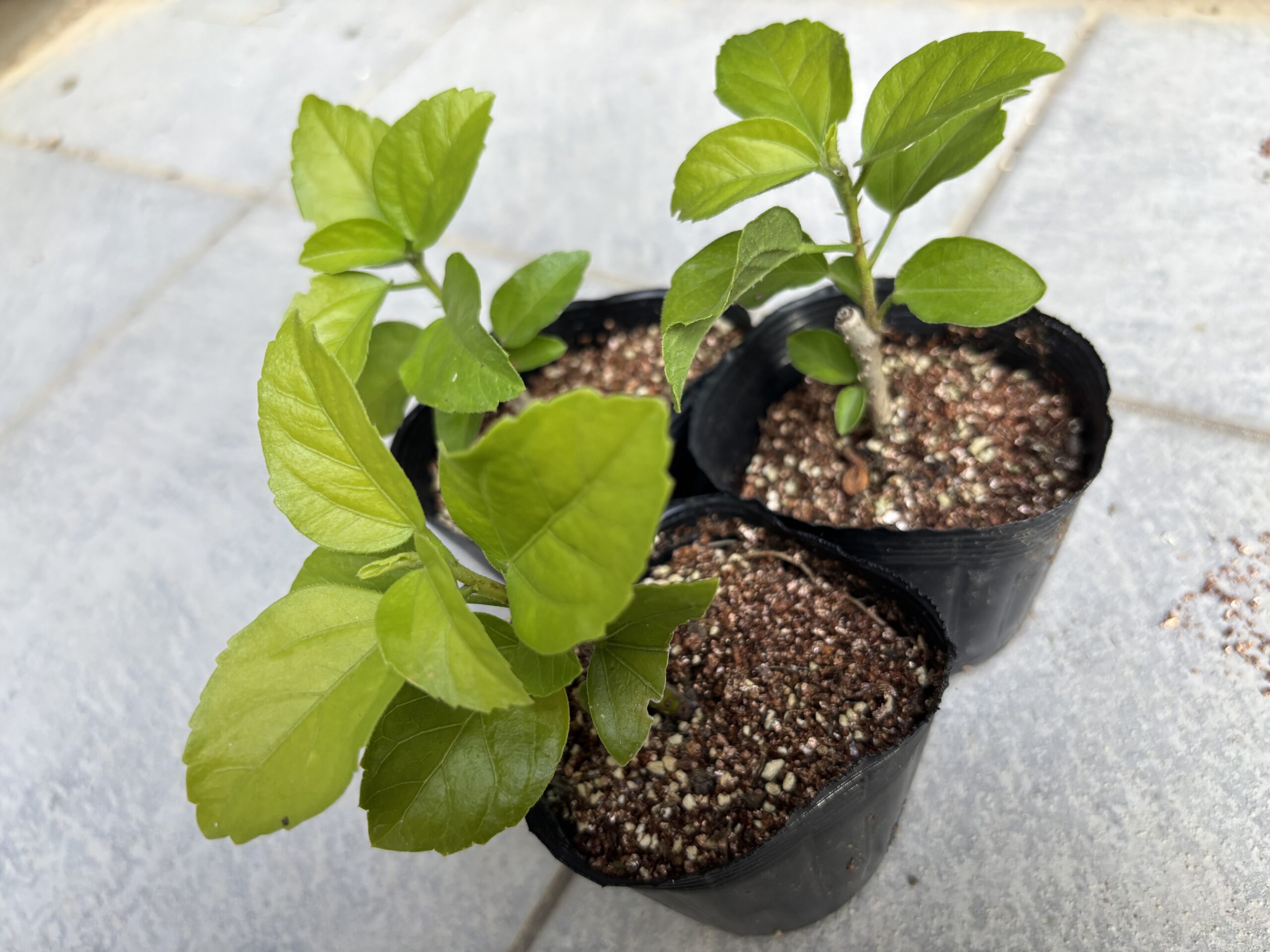 梅雨前に挿したハイビスカスの挿し木苗。バーミキュライトで青々と育つ。