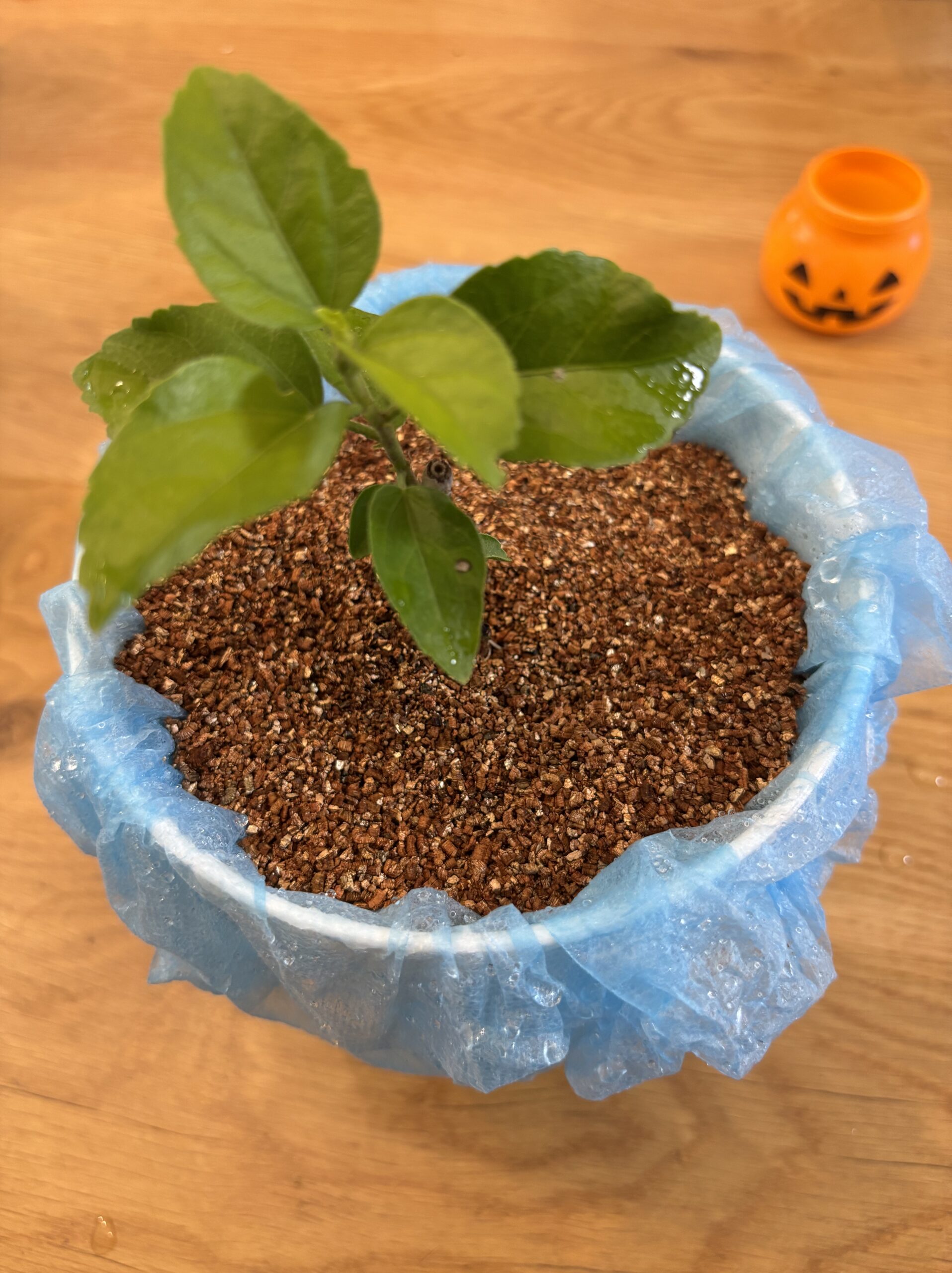 室内で冬越し準備中のハイビスカスの挿し木苗。春の地植えを待つ。