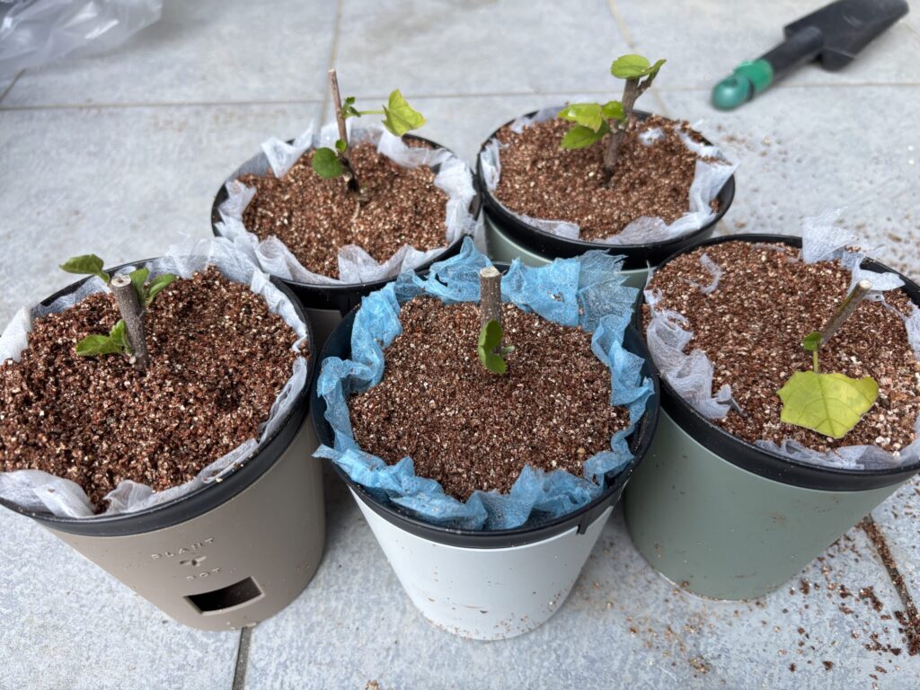 室内で冬越しさせる予定のハイビスカスの鉢