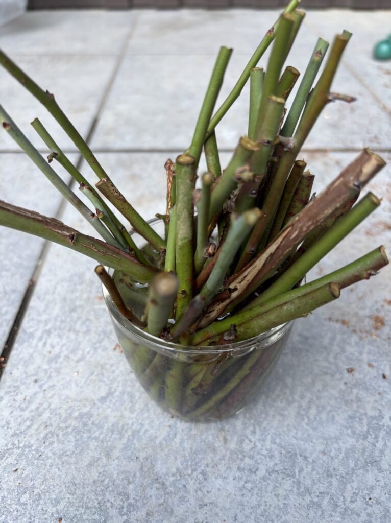 剪定したブルーベリーの枝を水につけている様子