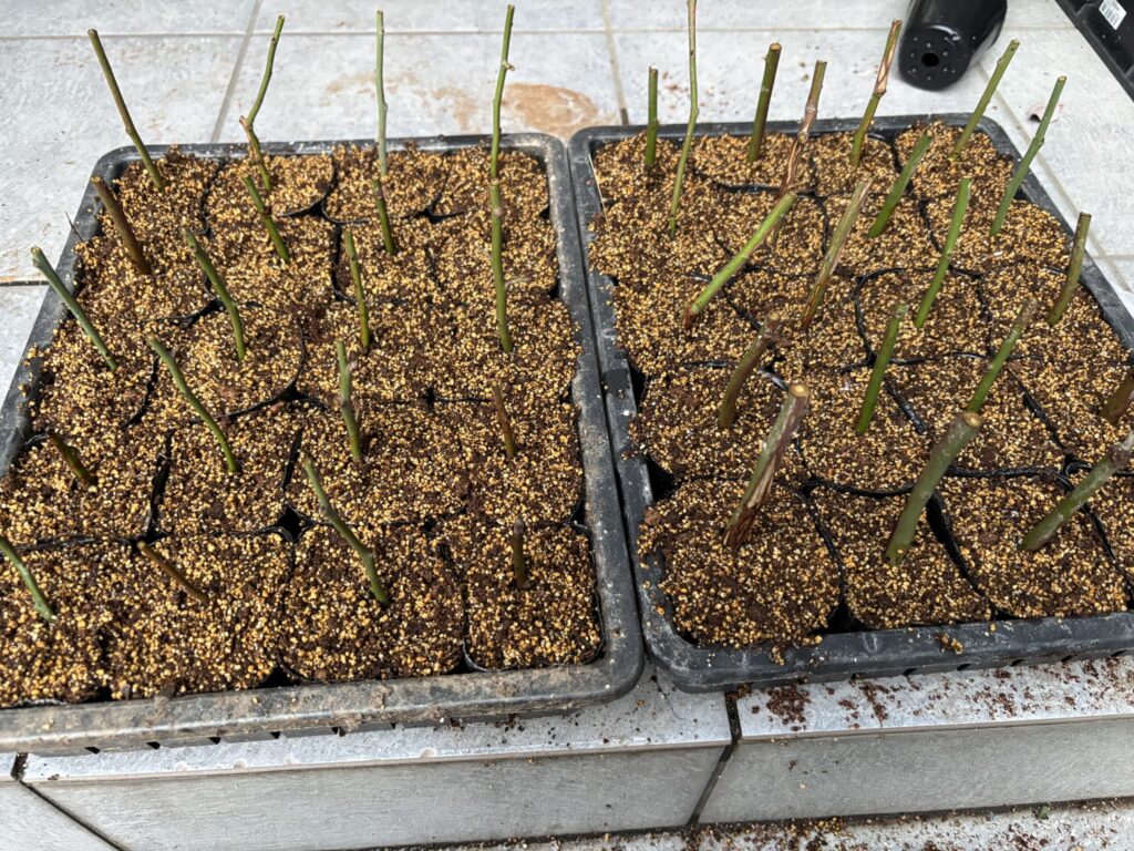 鹿沼土とピートモスで挿したブルーベリーの休眠挿し