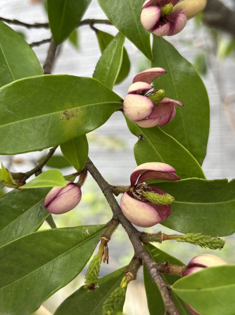 カラタネオガタマ ポートワインの蕾と花。紫がかった小さな花が枝に密集している