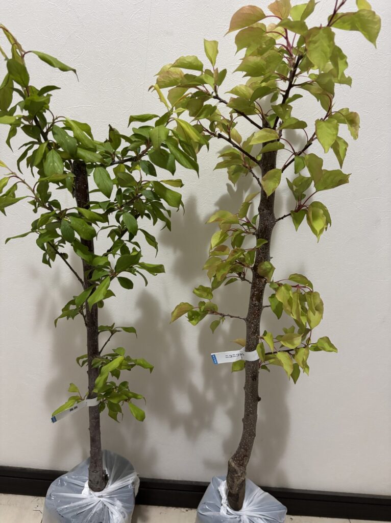 届いたばかりの露茜とニコニコットのポット苗。ビニールに包まれたまま2本並んでいる