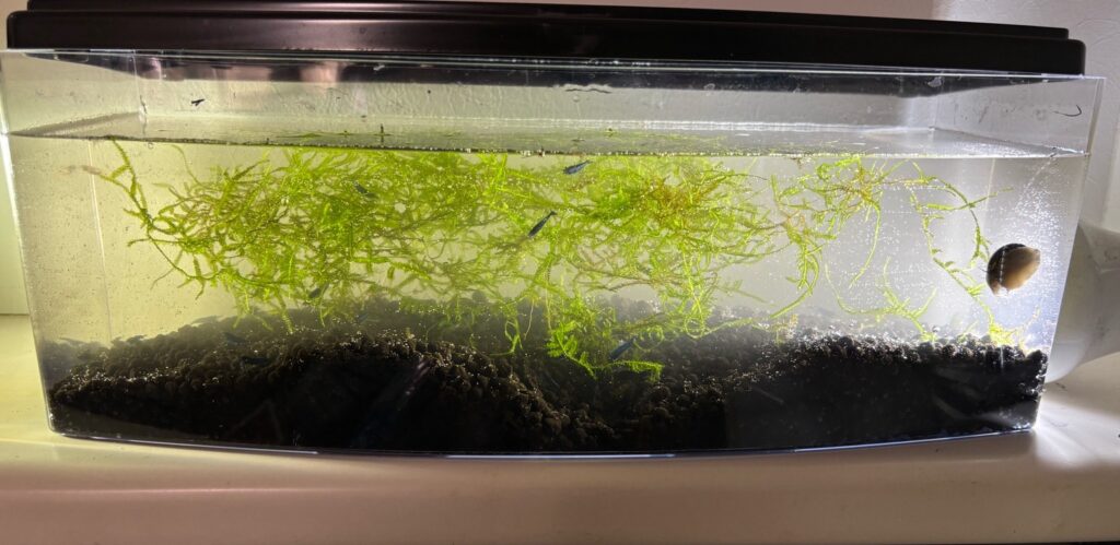 間引いてスッキリしたウィローモスのエビ水槽