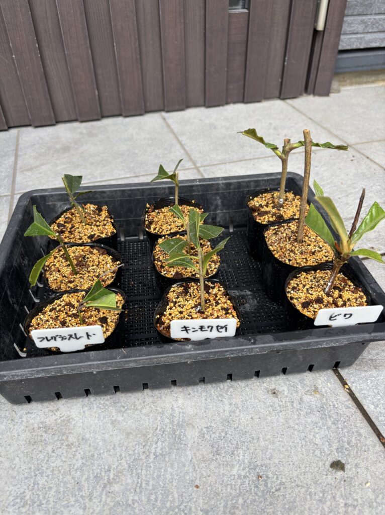 フレグランスレッドとキンモクセイの挿し木が並んだトレー