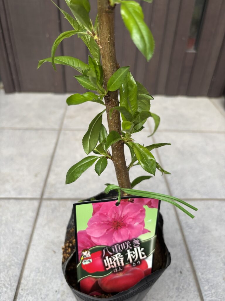 見つけてしまった八重咲蟠桃
