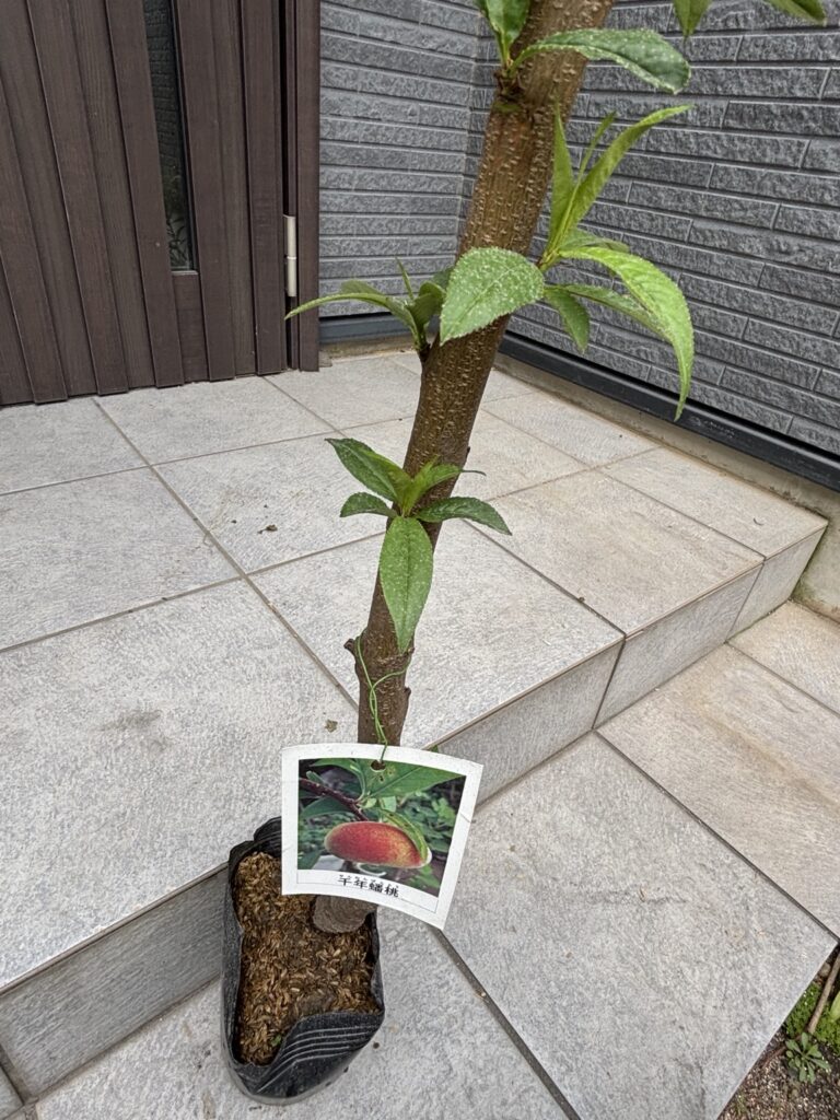 届いた千年蟠桃