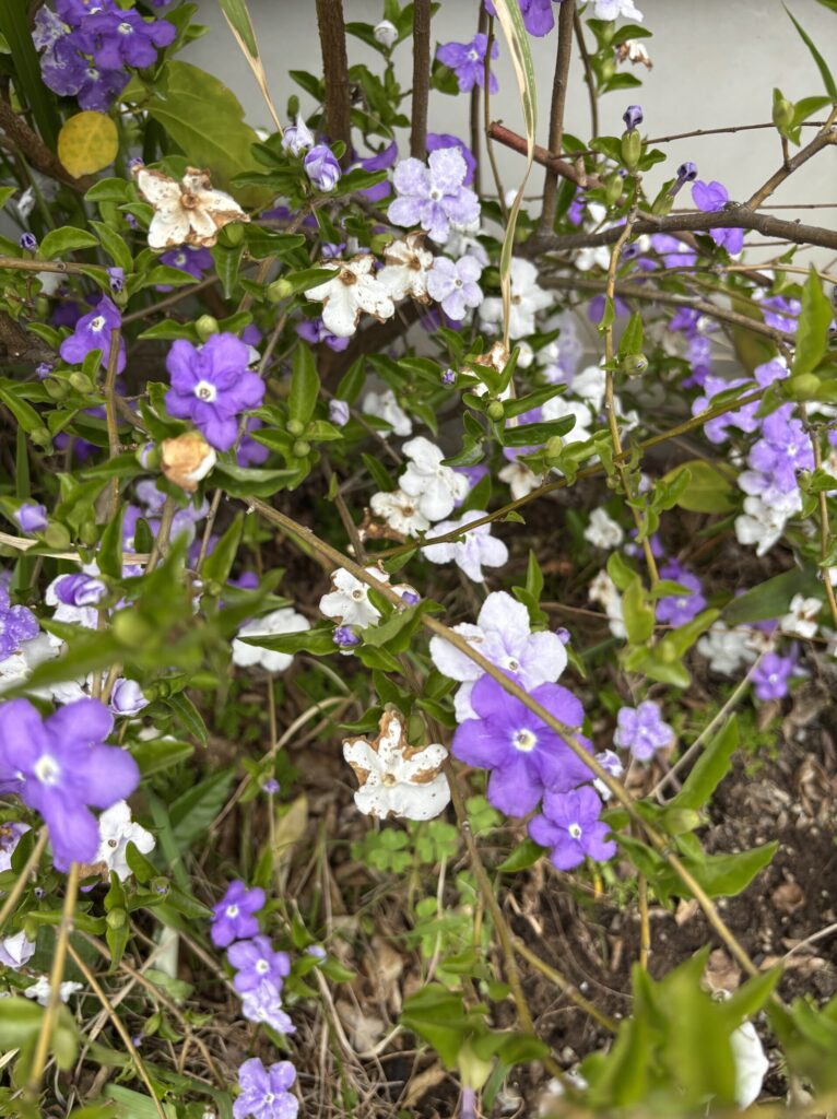 ニオイバンマツリの花。紫と白が混在して咲いている