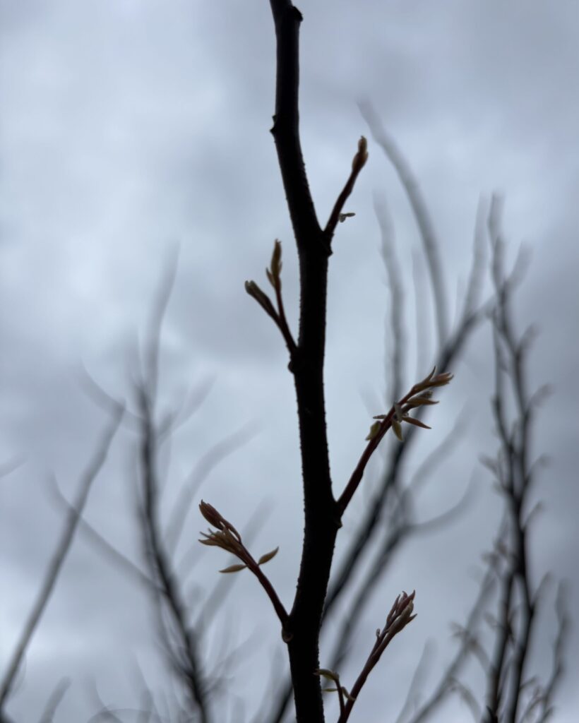 曇り空をバックに、スターフルーツの枝先から新芽が出ている様子