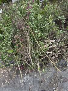 剪定した枝の山