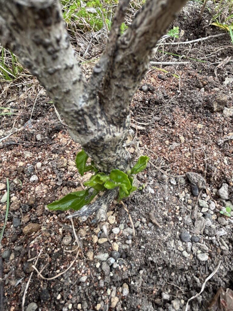ハイビスカスの株元から小さな新芽が出ている様子
