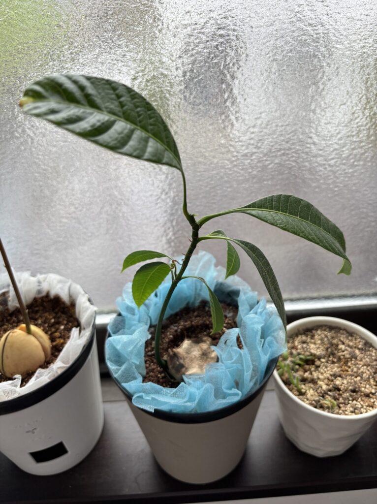 窓辺に並ぶ3つの鉢。真ん中にマンゴーの苗が元気に葉を広げている