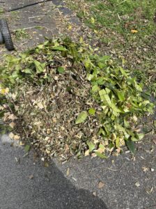 チップになった枝