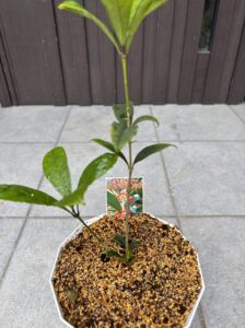 鉢上げした紅花キンモクセイ フレグランスレッドの苗。白い鉢に植えられている