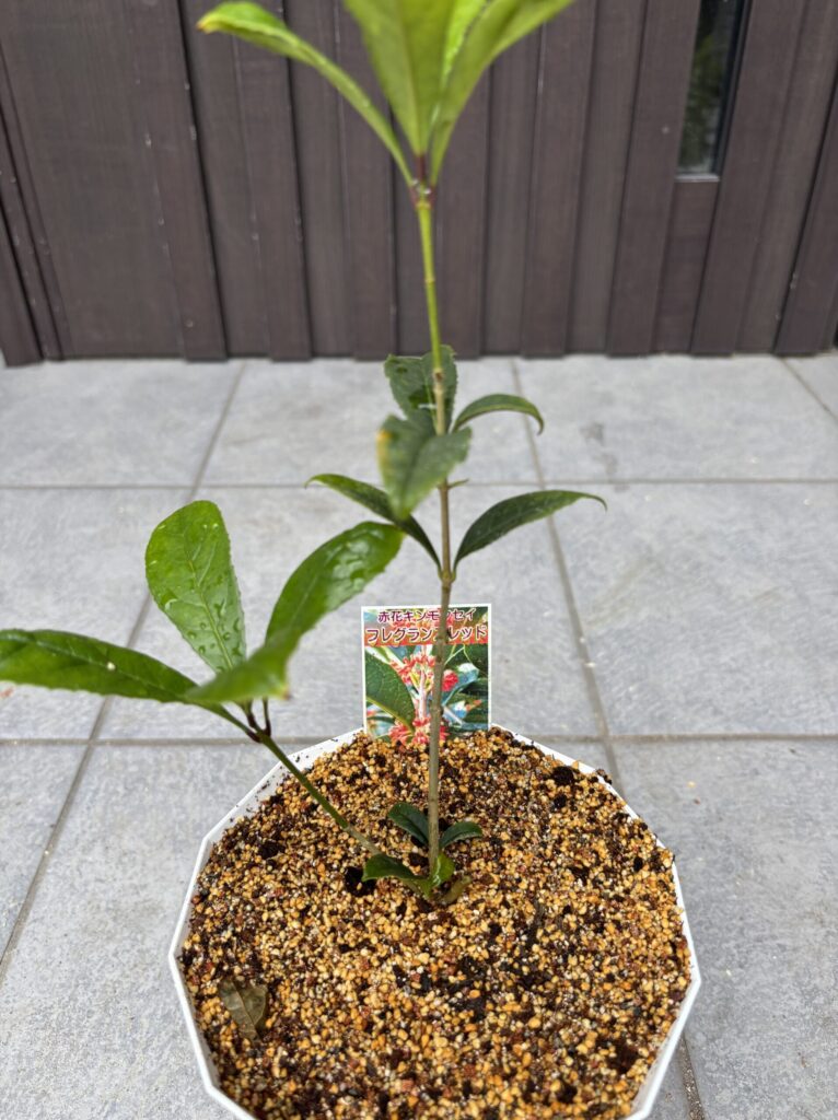 鉢上げしたフレグランスレッド（赤花キンモクセイ）の苗。ラベル付き