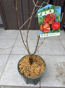 鉢上げしたざくろ スイートハニーの苗。細い枝が数本伸びている