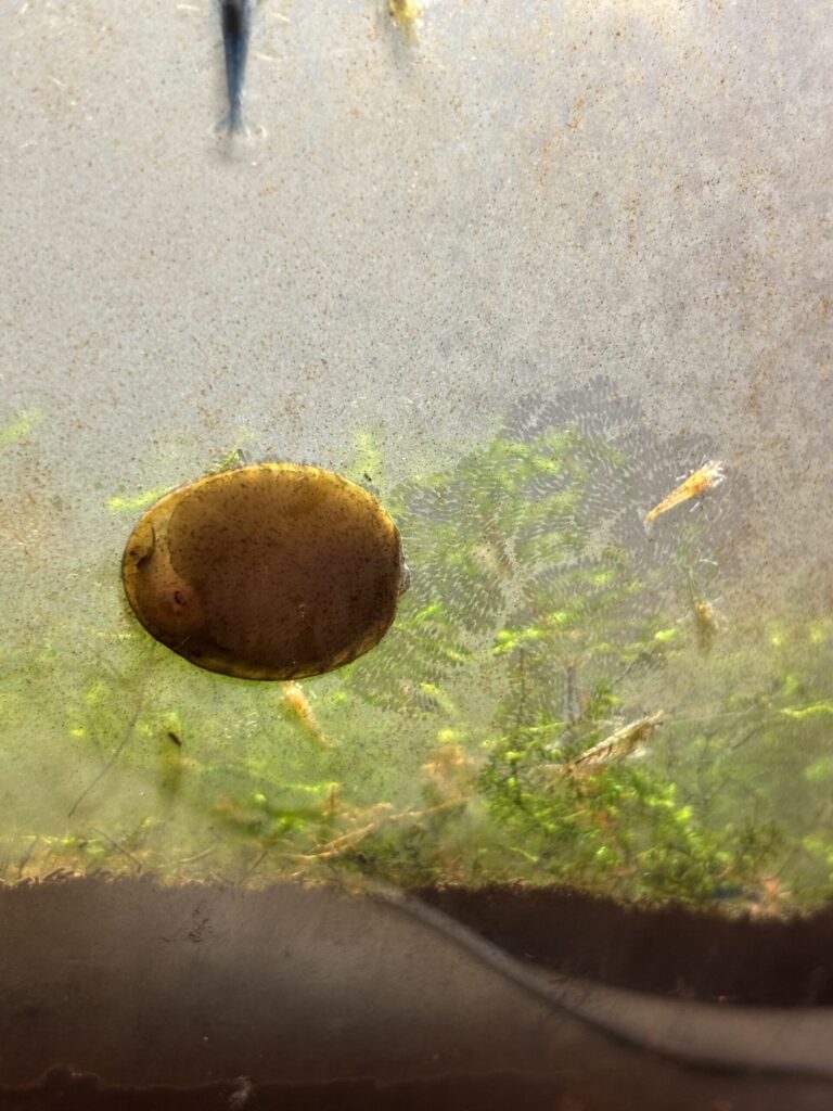 ガラス面に張り付くフネアマガイと苔が剥がれた跡