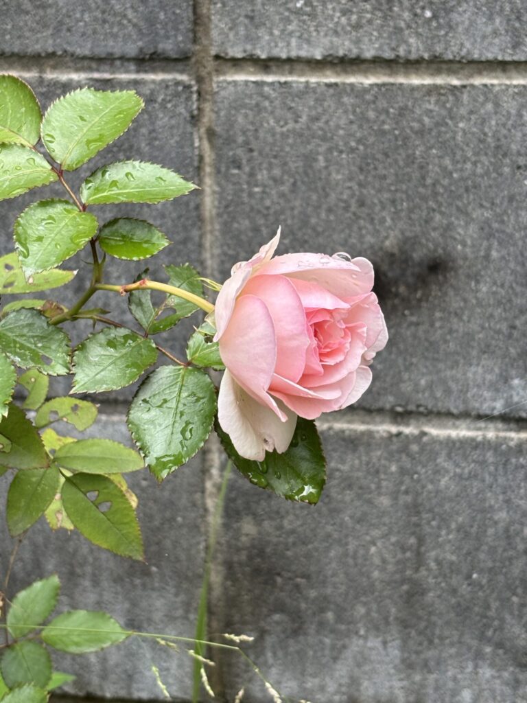 雨粒をまとって咲いたピンクのバラ。グレーのブロック塀を背景に一輪