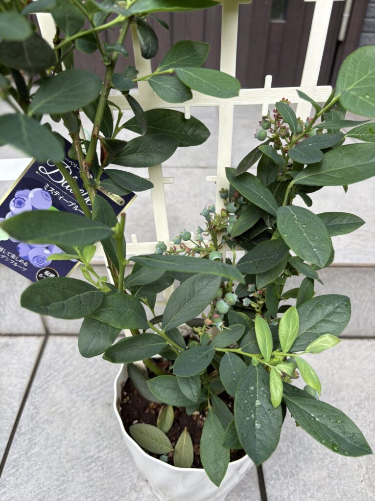 実がびっしりついた状態で販売されていたミスティブルーの鉢植え