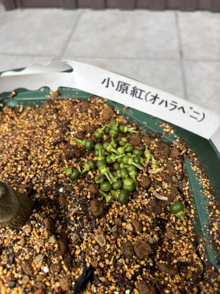 小原紅早生の鉢に落とした間引き後の青い実