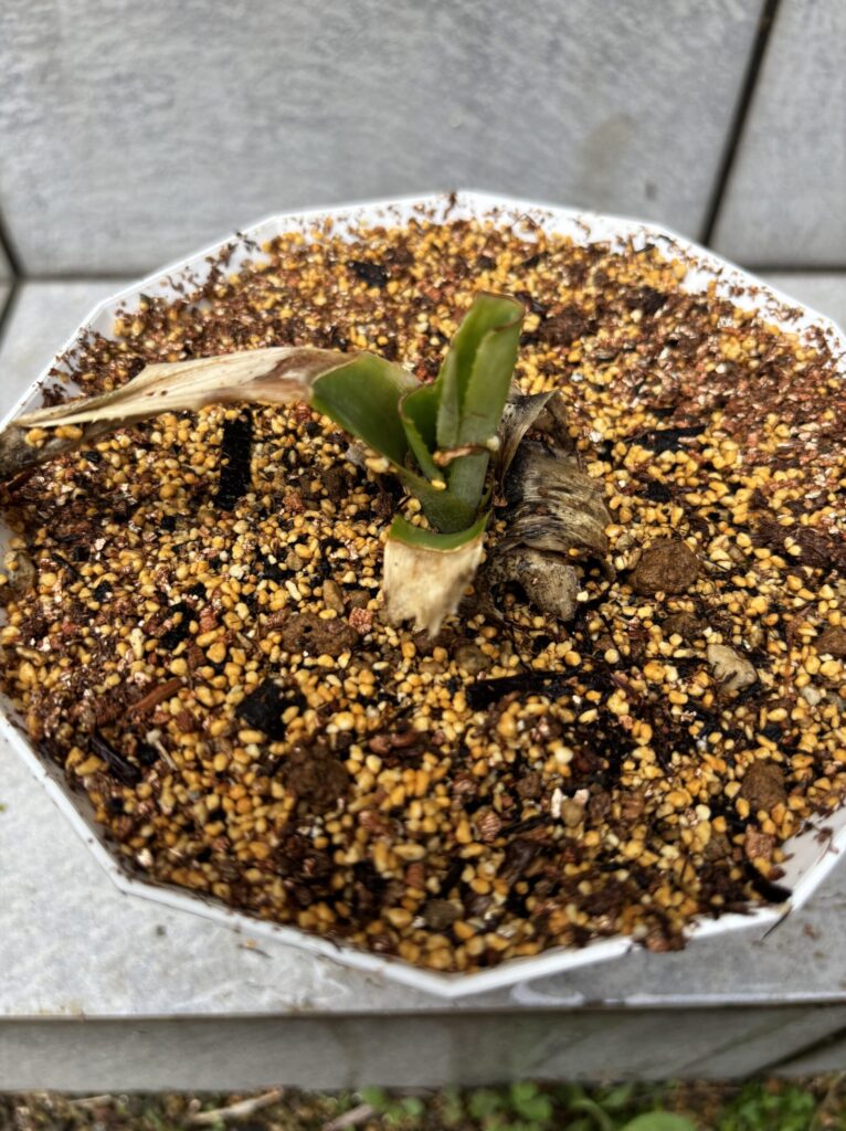鉢上げしたパイナップルのヘタ。中心から新芽が顔を出している