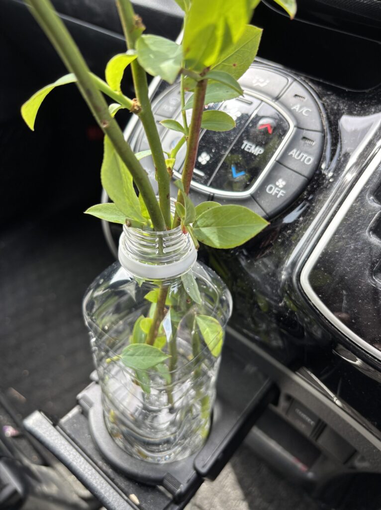 実家から持ち帰ったブルーベリーの枝をペットボトルに水差しして車で運ぶ