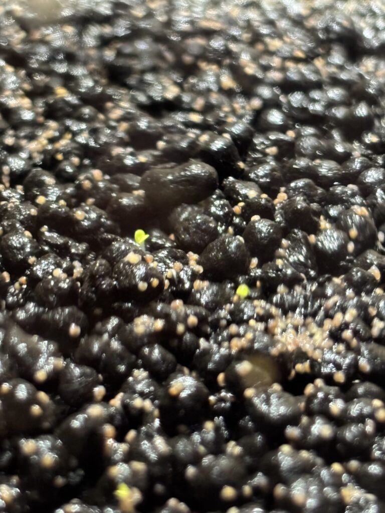 ソイルの中に極小の緑の芽が1粒顔を出している・発芽直後