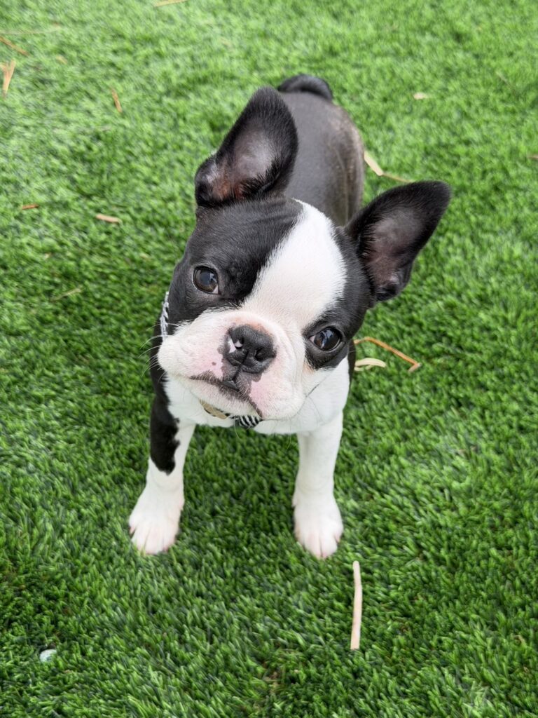 芝生の上で上目遣いのボストンテリアの子犬
