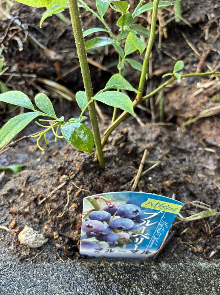 地植え後のブルーマル・ハイブッシュ系と書かれたタグが地面に倒れている