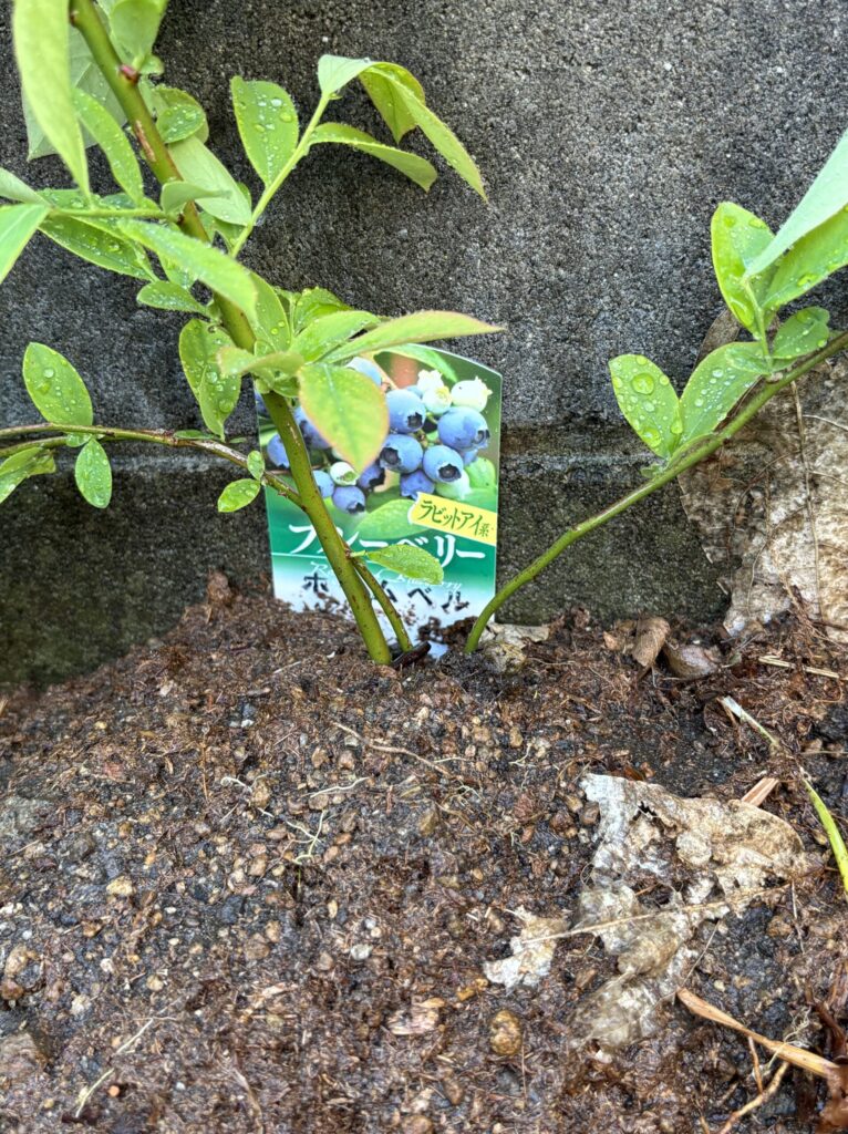 地植え後のホームベル・ラビットアイ系