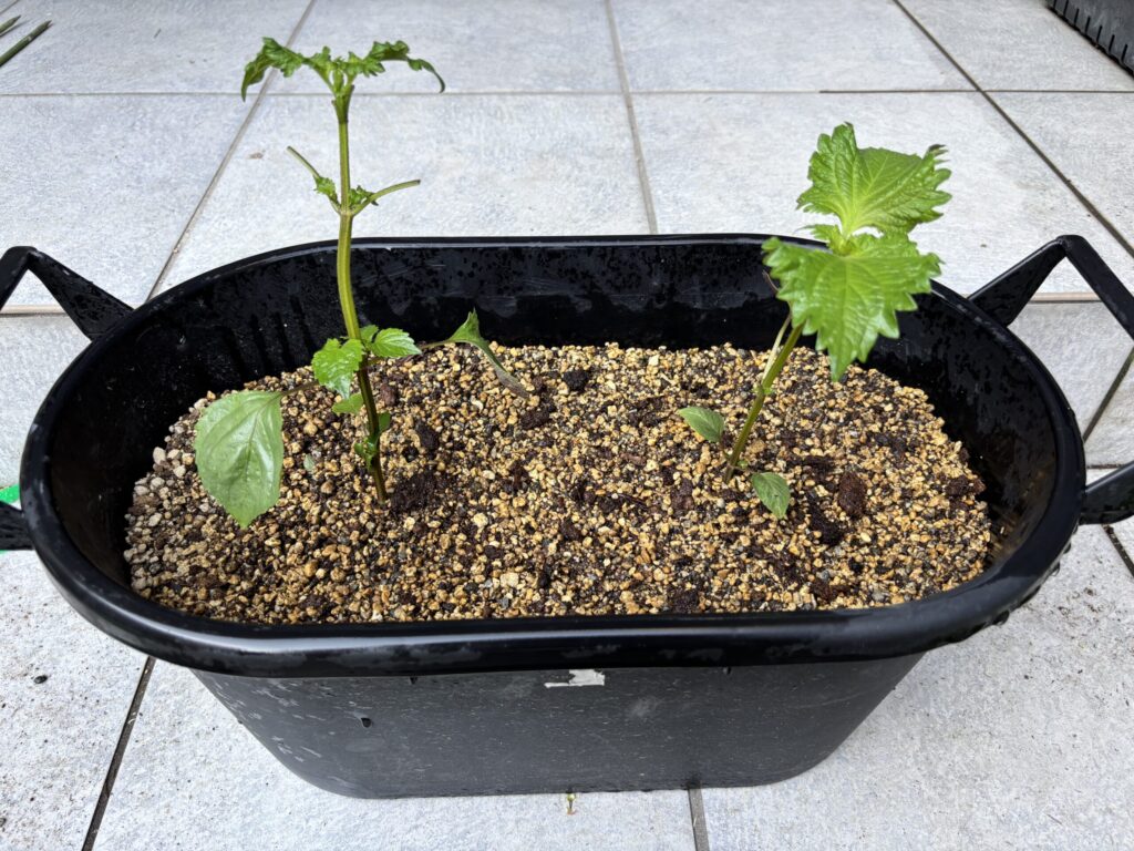 ボラ土のプランターに植え付けた紫蘇の苗2株・葉を摘んだ後