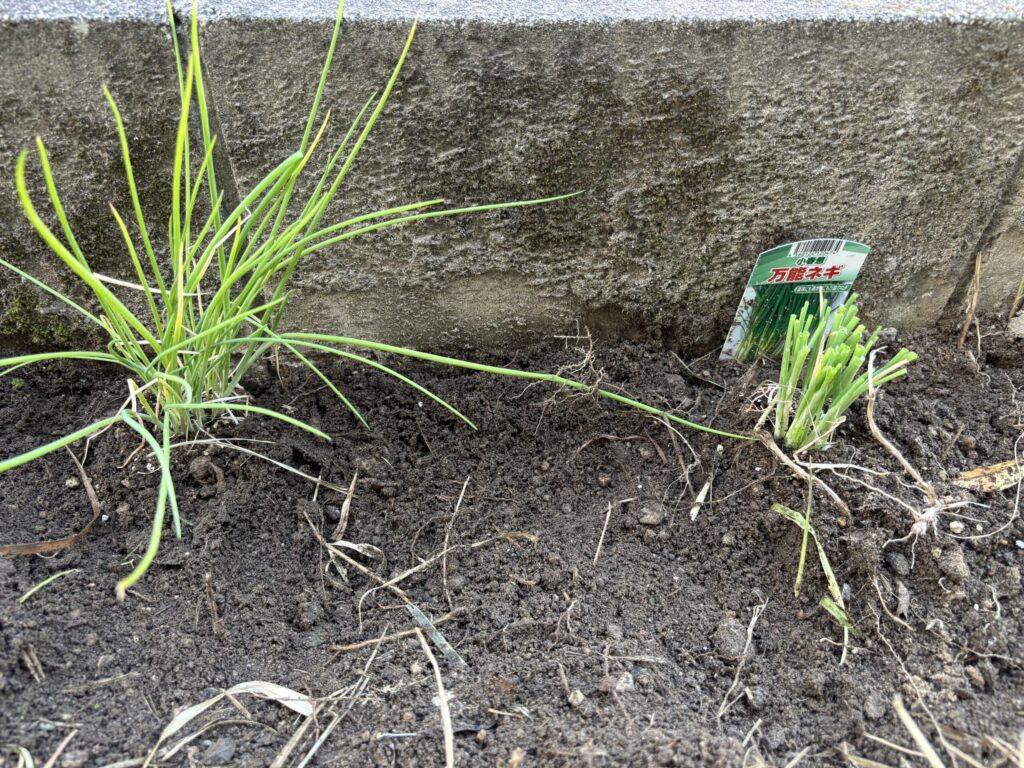 ブロック塀沿いに地植えされた小春葱万能ネギ2株