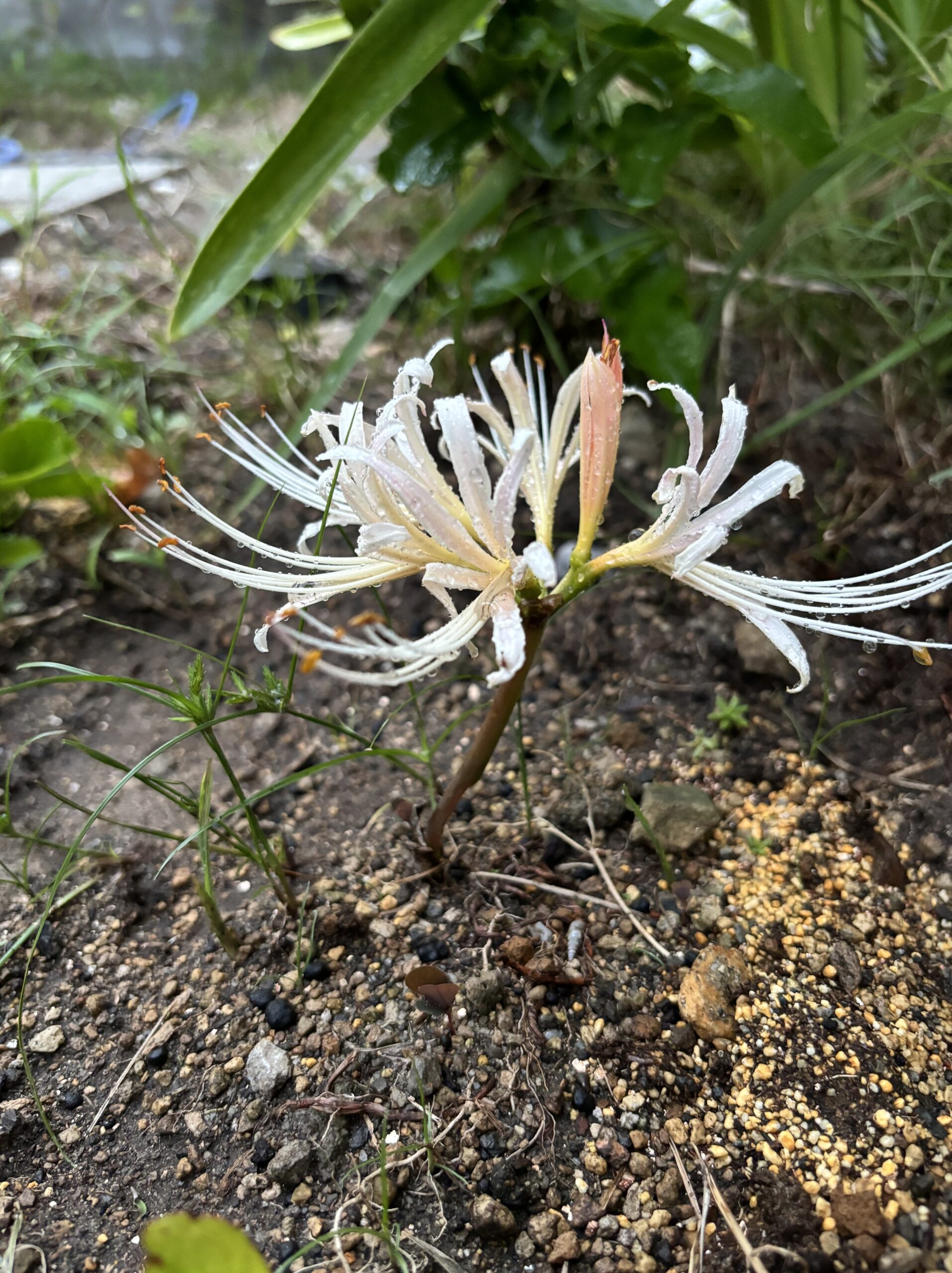 茎がほとんど伸びずに咲いた白い彼岸花。2頭身のような姿