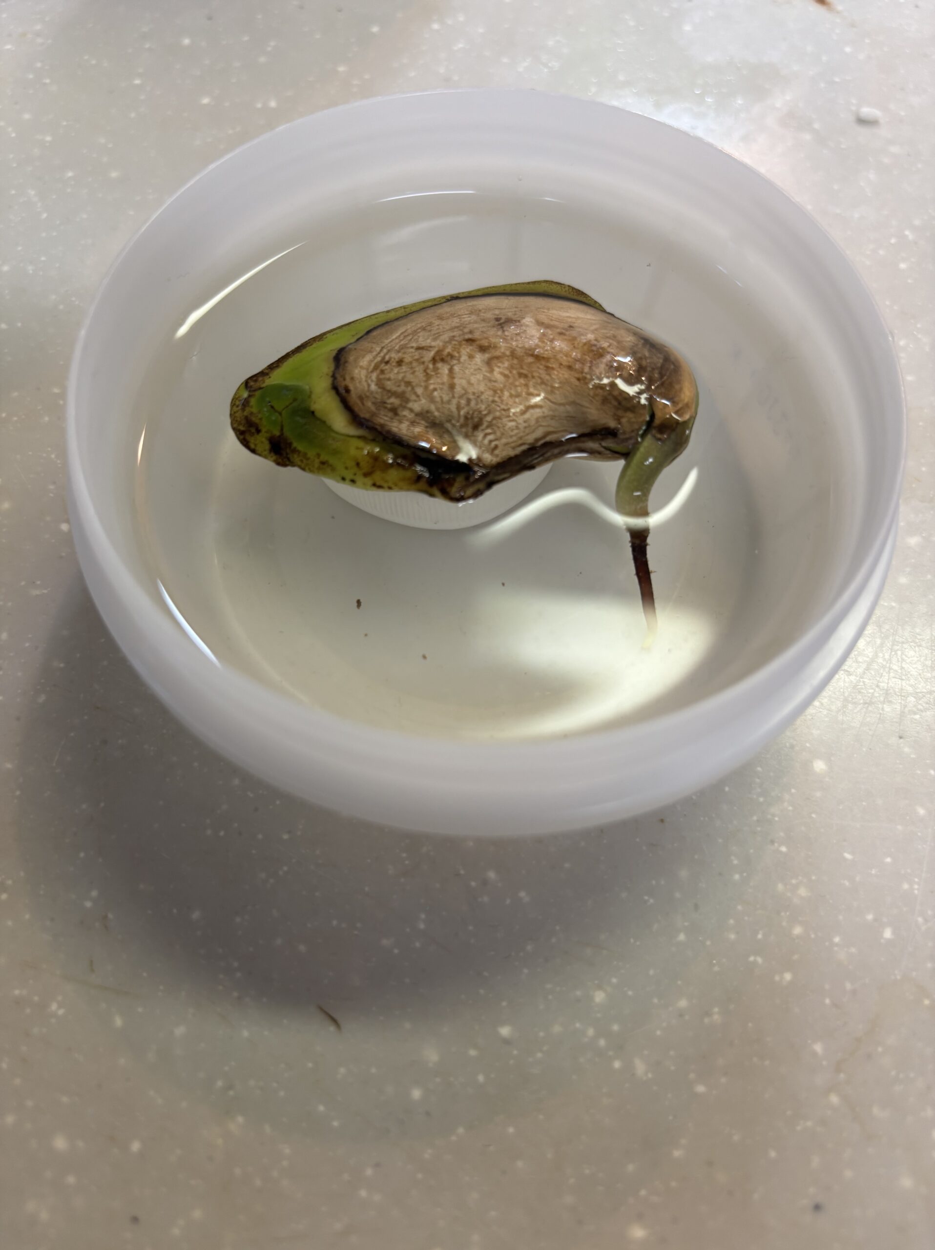 マンゴーの種を水に浸けて発根を待っている様子