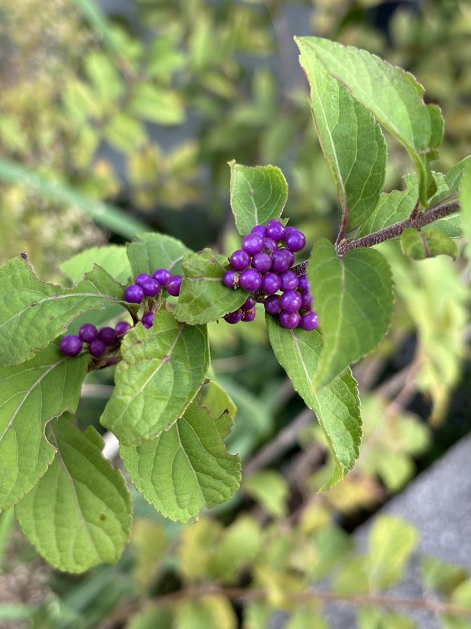 濃い紫に色づいたコムラサキの実