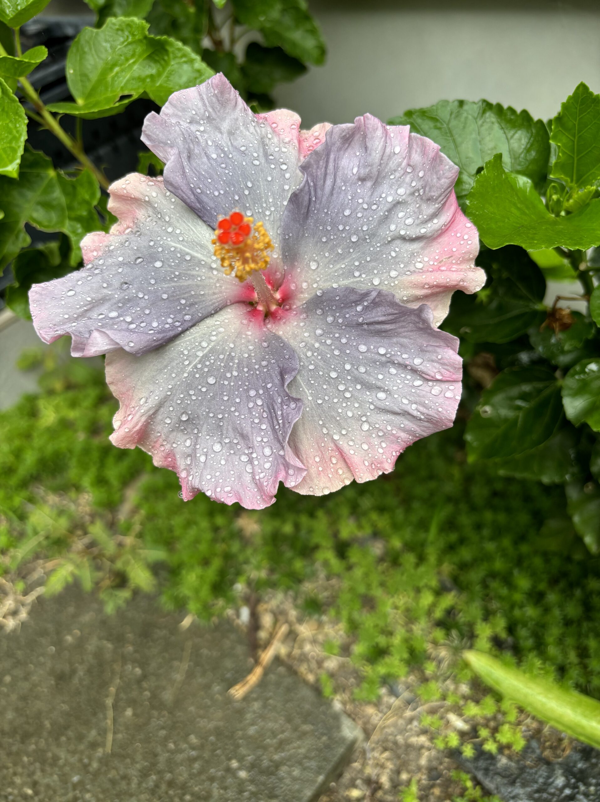 水滴をまとったパープルレインボーのハイビスカス。青紫とピンクが混じる大輪の花