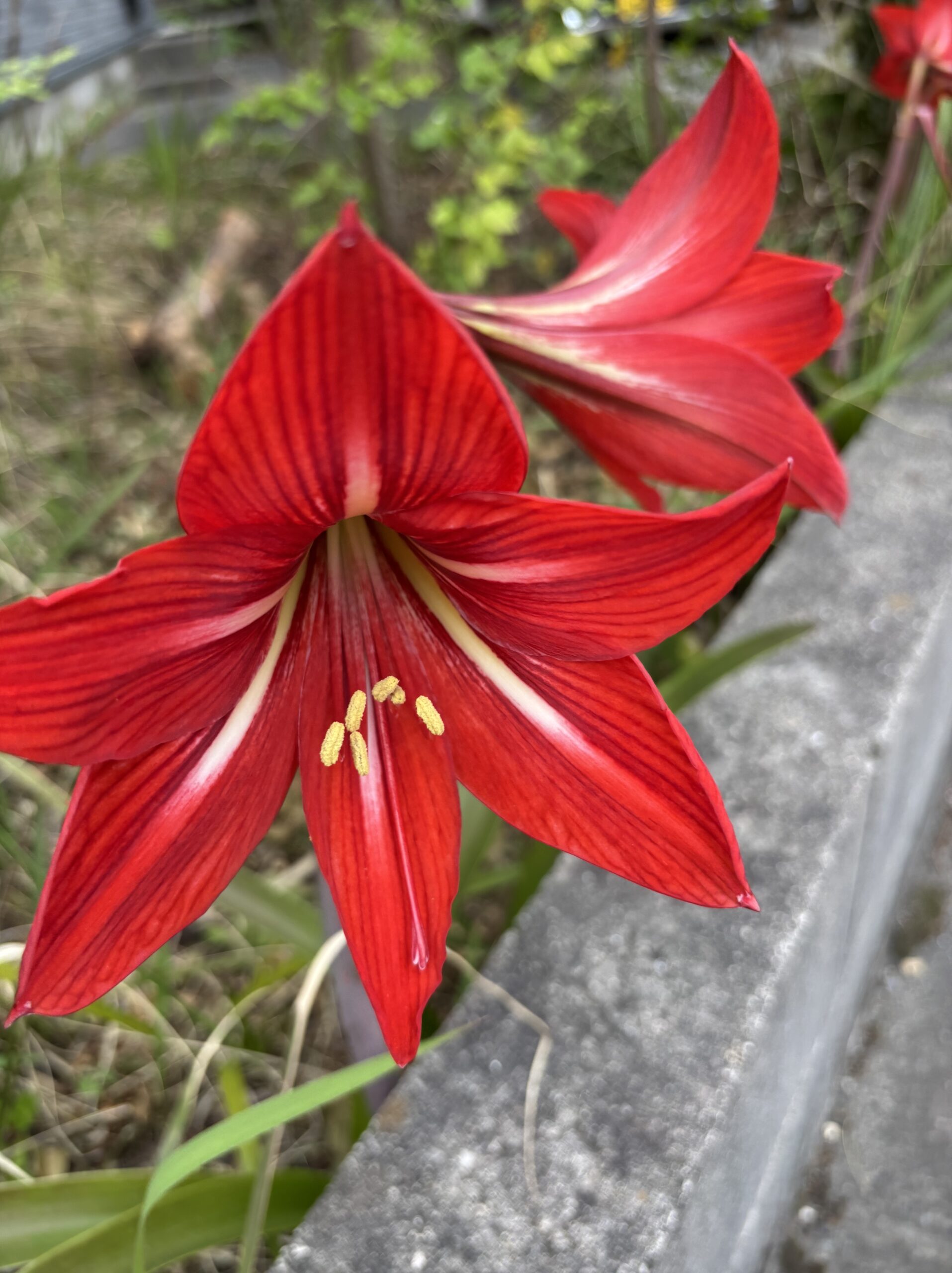 アマリリスの真っ赤な大輪の花。庭で初開花