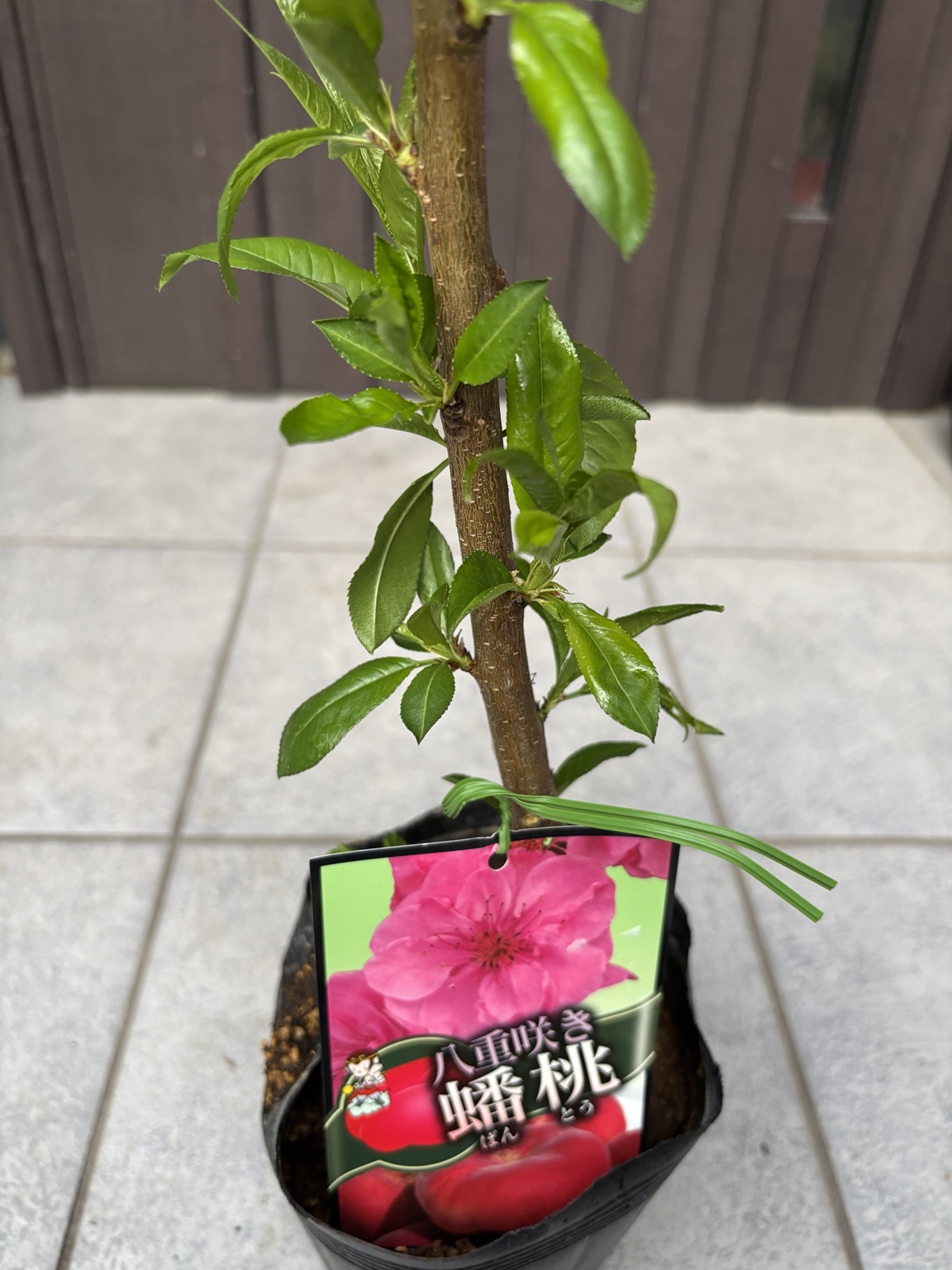 園芸店で見つけた八重咲蟠桃の写真